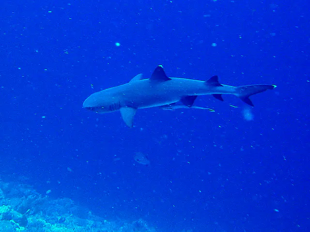 White tip shark with a remora hitching a ride on its belly.