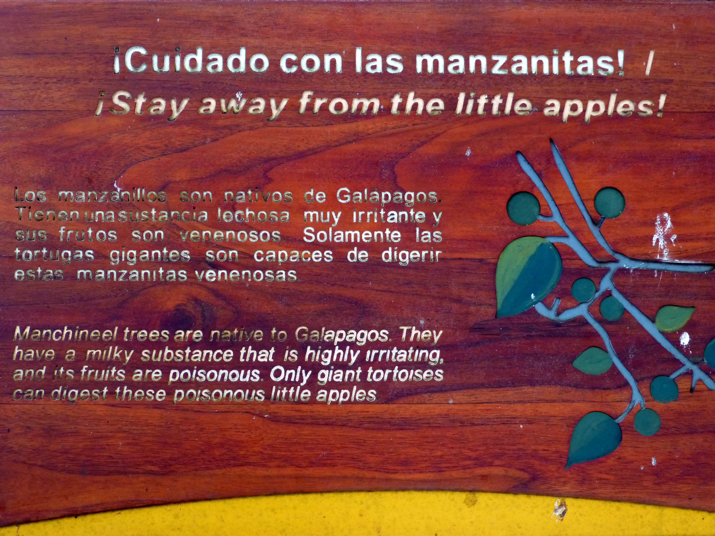 Los Manzanitas - poisonous little green apples that only the Giant Tortoises can safely eat are abundant in parts of the Galapagos.