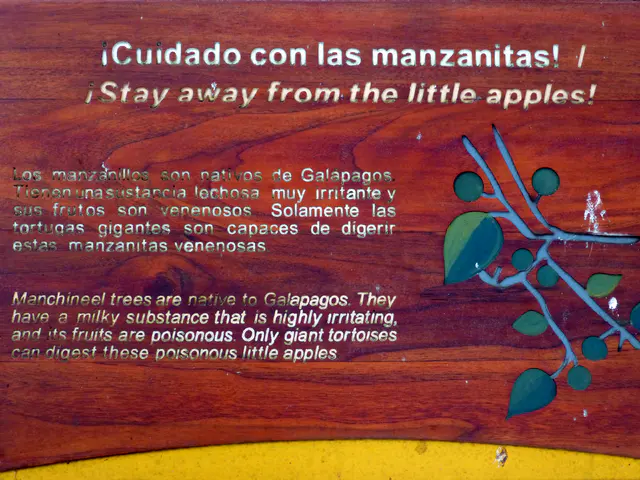 Los Manzanitas - poisonous little green apples that only the Giant Tortoises can safely eat are abundant in parts of the Galapagos.