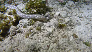 Underwater photograph by Joel Bergsma