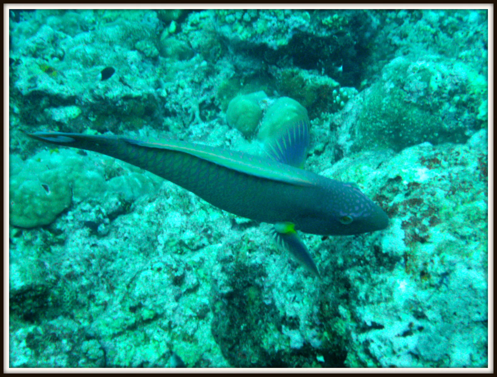 Wrasse.