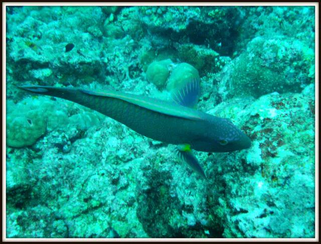 Wrasse.