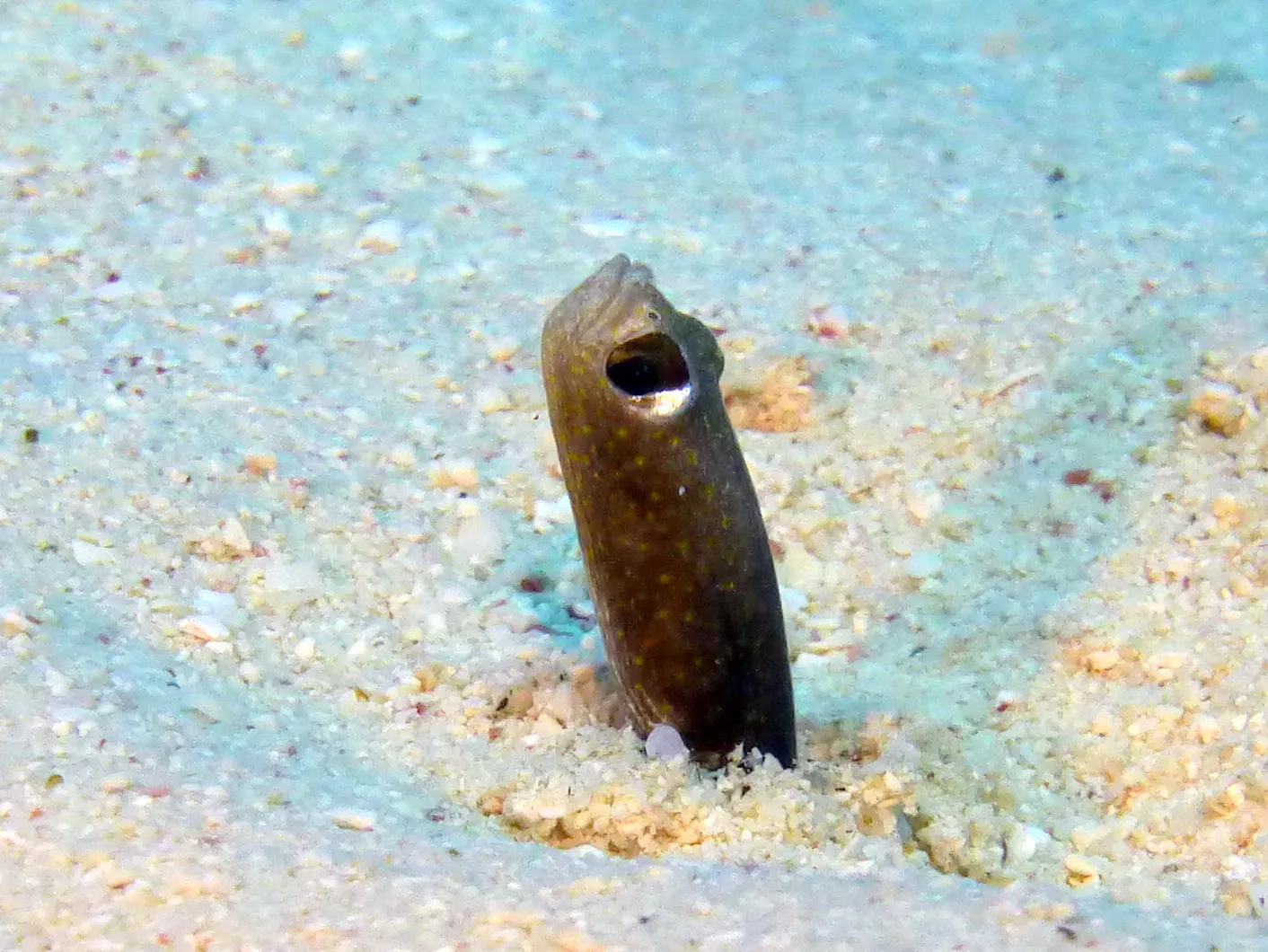 Brown Garden Eel, Belize, 2017