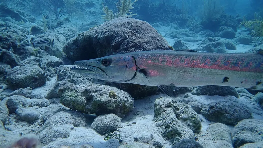 Barracuda