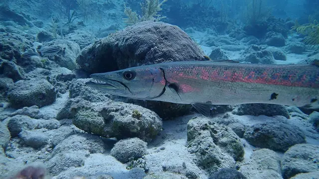Barracuda