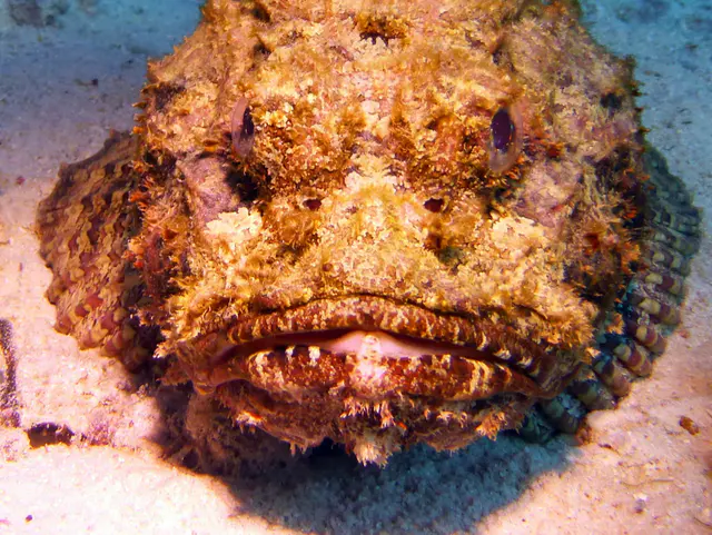 Underwater photograph by Joel Bergsma