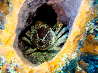 Underwater photograph by Joel Bergsma