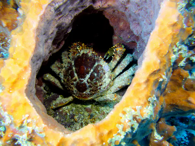 Underwater photograph by Joel Bergsma