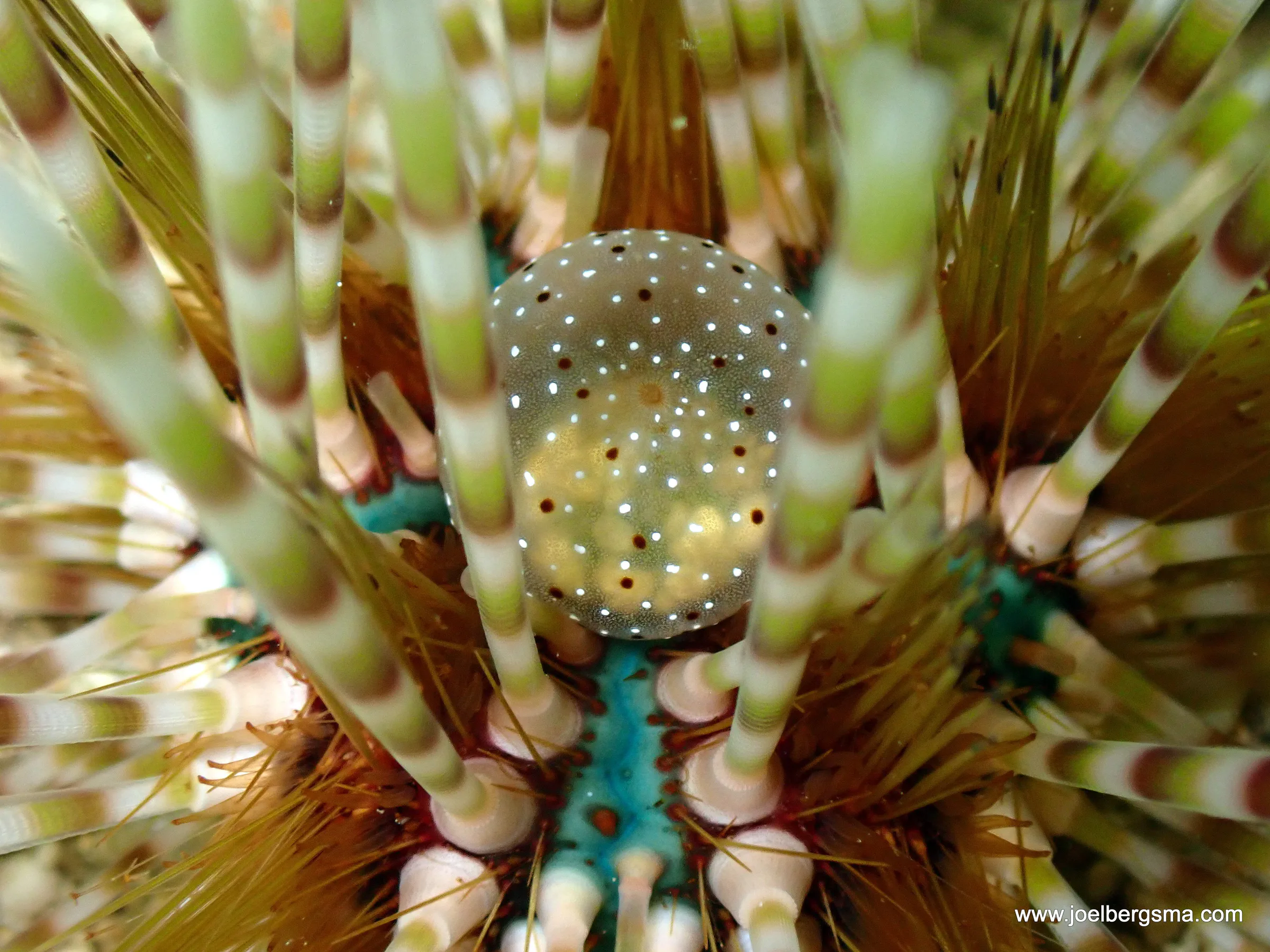 Philippines underwater photograph, 2022