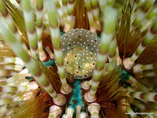 Underwater photograph by Joel Bergsma