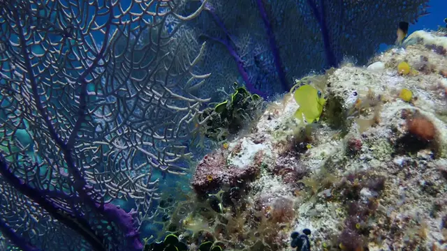 Juvenile Blue Tang