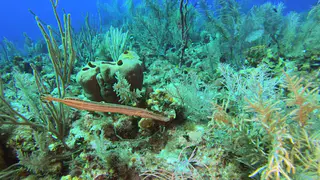 Trumpetfish