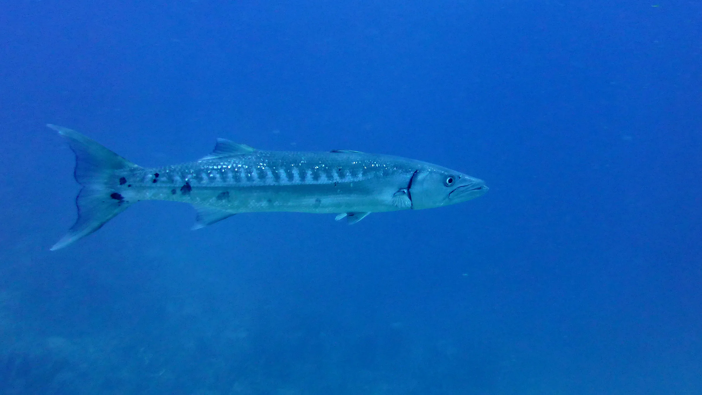 Great Barracuda, Belize, 2017