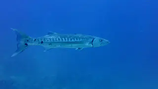Underwater photograph by Joel Bergsma
