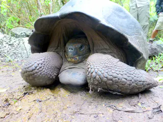 A Giant Tortoise on the trail retreats into its large shell.