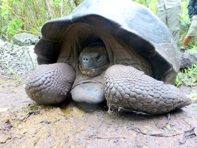 A Giant Tortoise on the trail retreats into its large shell.