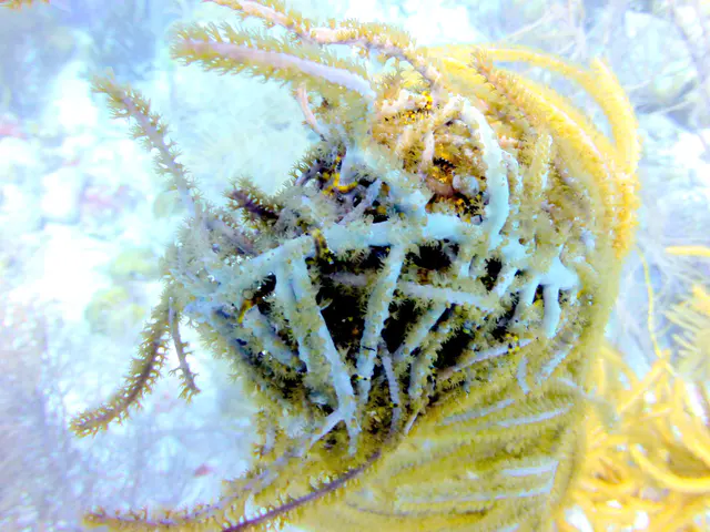 Underwater photograph by Joel Bergsma