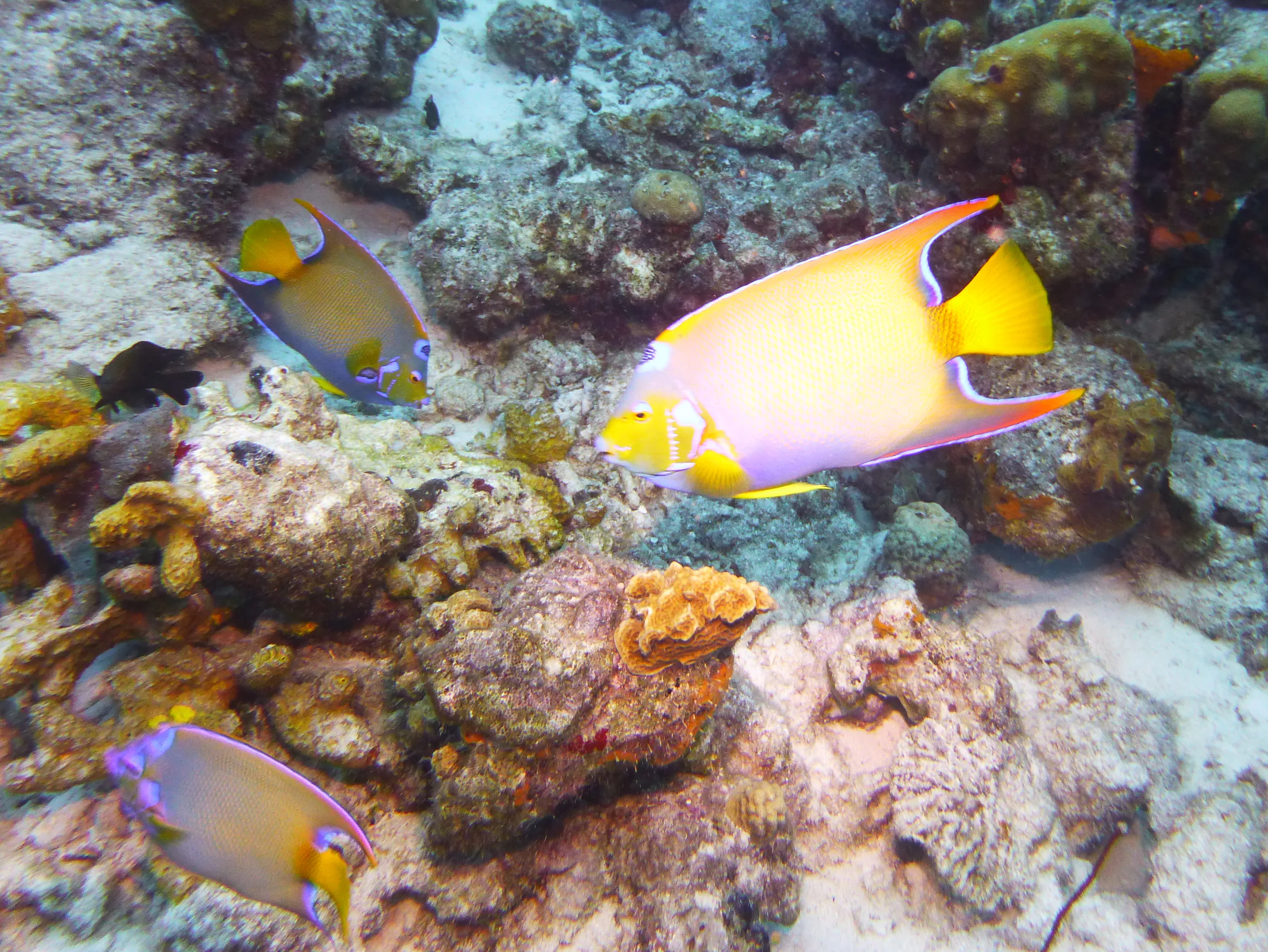 Queen Angelfish, Bonaire, 2013
