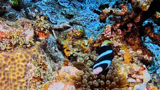 Underwater photograph by Joel Bergsma