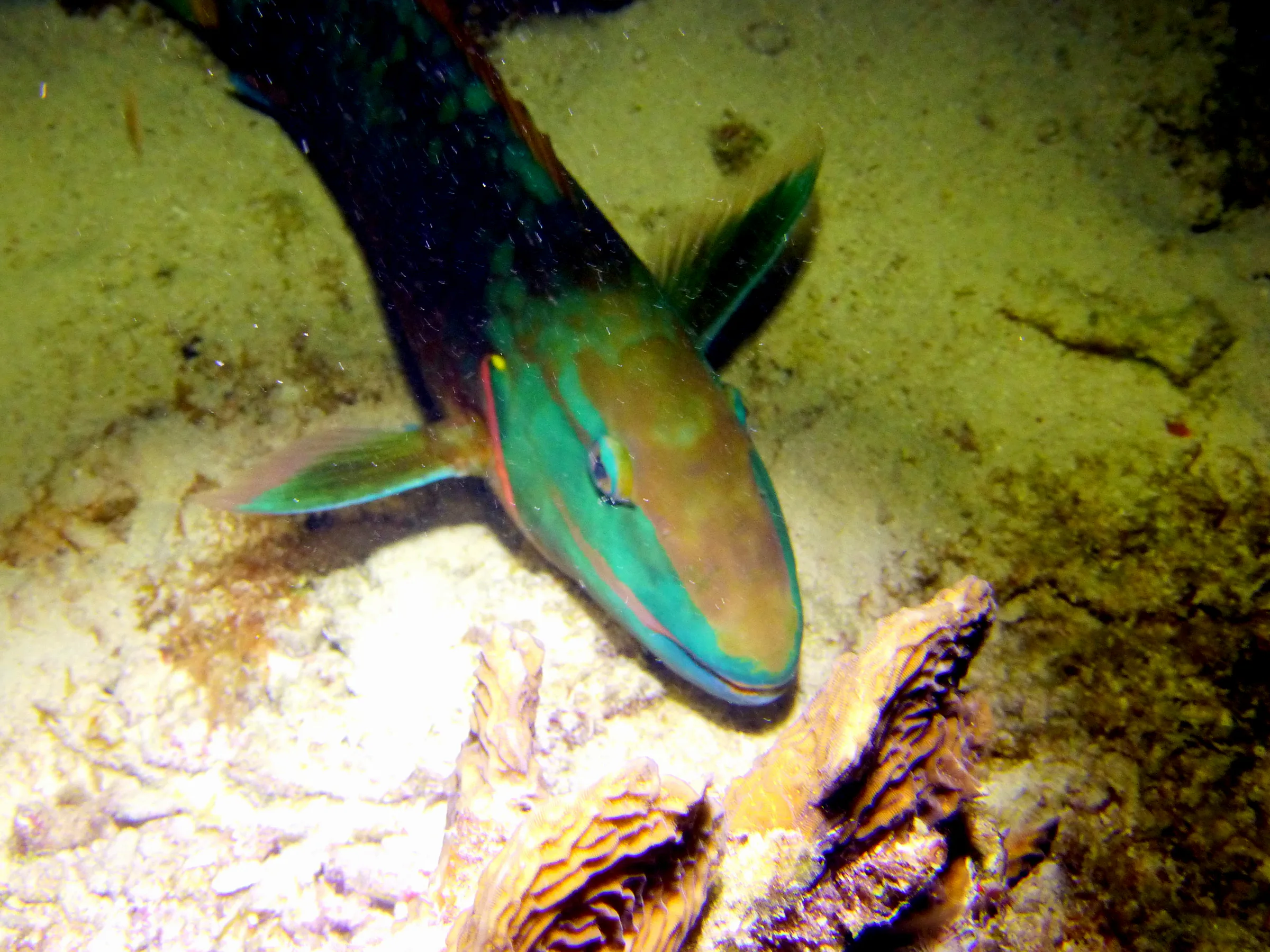 Bonaire underwater photograph, 2013