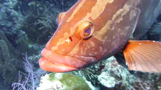 Nassau Grouper