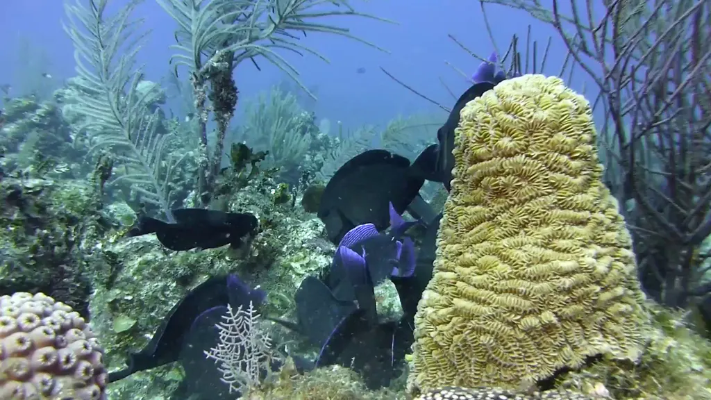 Blue Tang