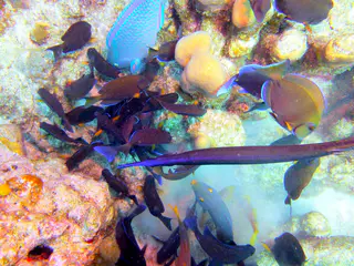 Underwater photograph by Joel Bergsma