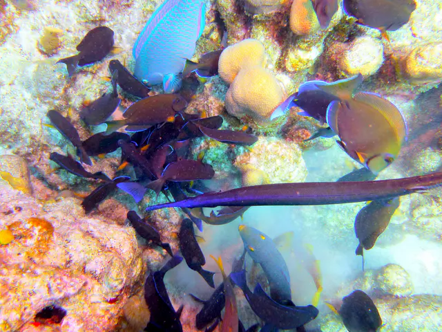 Underwater photograph by Joel Bergsma