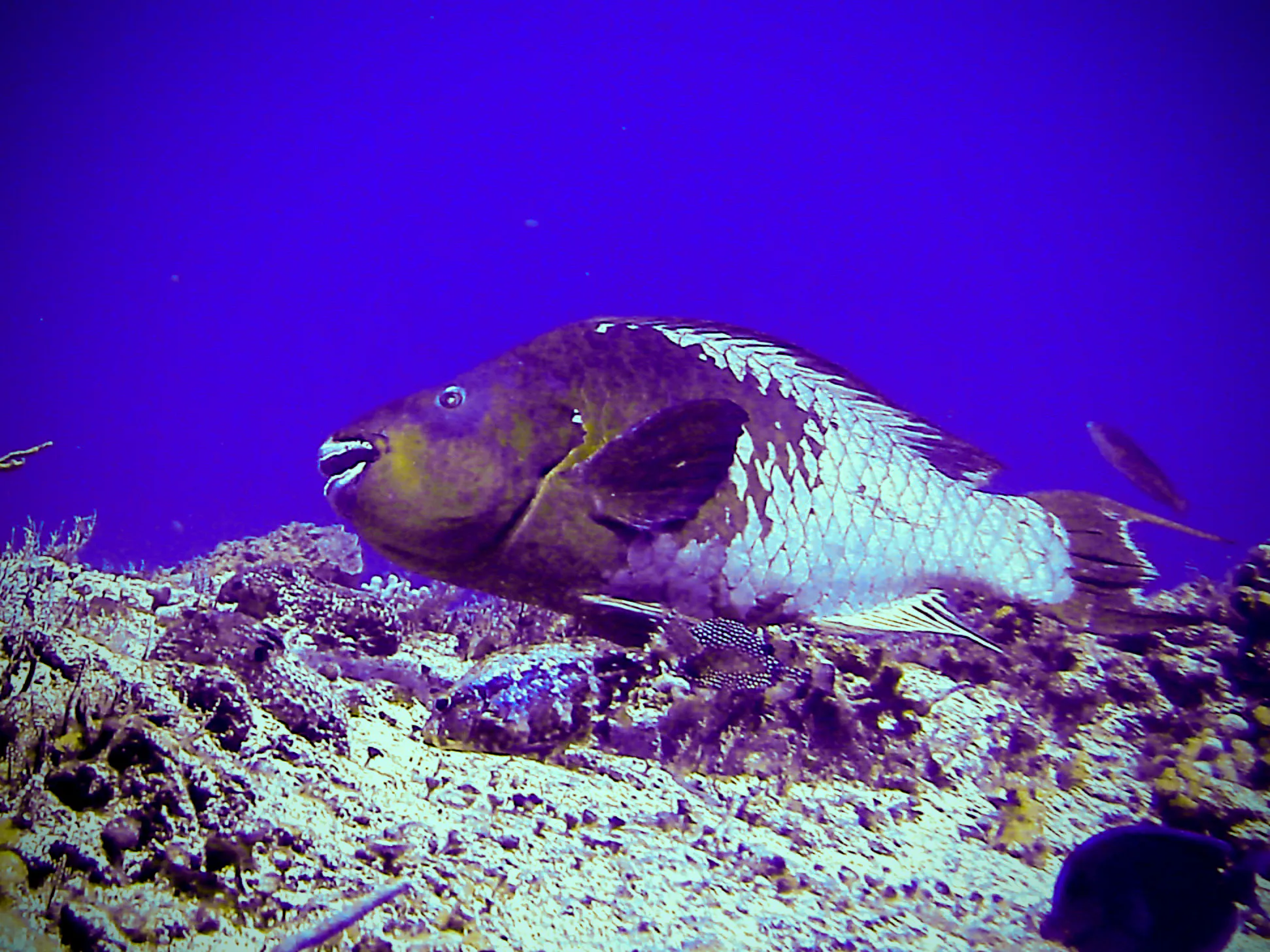 Rainbow Parrotfish.  Below the Rainbow Parrotfish is a much smaller Smooth Trunkfish.