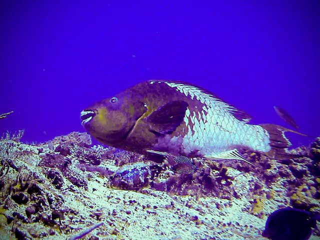 Rainbow Parrotfish.  Below the Rainbow Parrotfish is a much smaller Smooth Trunkfish.