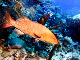 Underwater photograph by Joel Bergsma