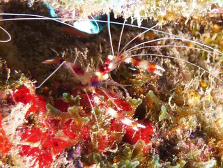 Underwater photograph by Joel Bergsma