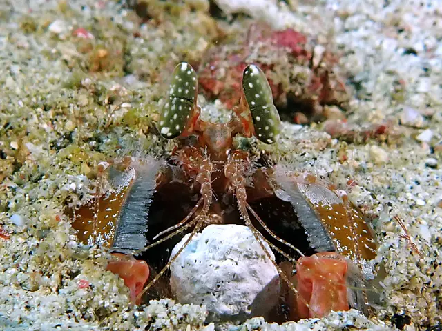 Underwater photograph by Joel Bergsma