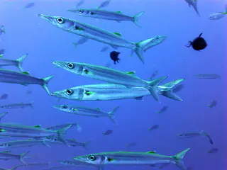 Underwater photograph by Joel Bergsma