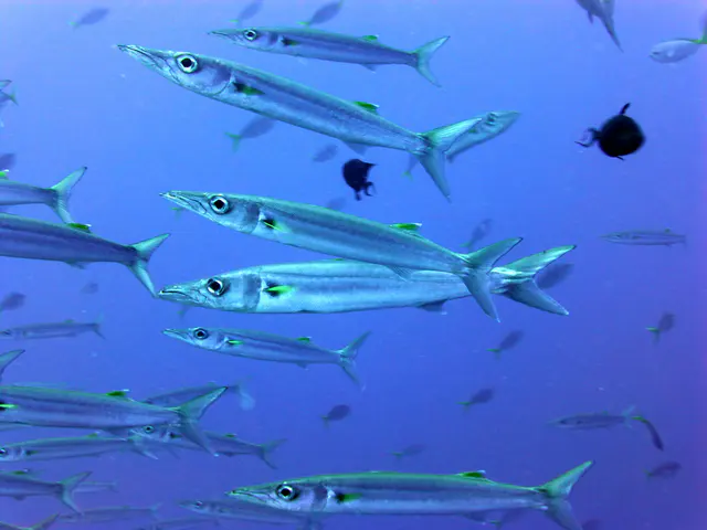 Underwater photograph by Joel Bergsma