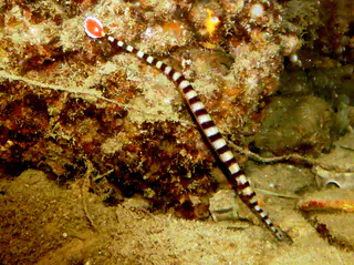 Ringed Pipefish have a "red tail with white margin and a central white spot" and white alternating bars encircling the body. See Paul Humann, et al, Reef Creature Identification - Tropical Pacific (2010) at page 162.