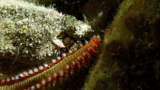 Underwater photograph by Joel Bergsma