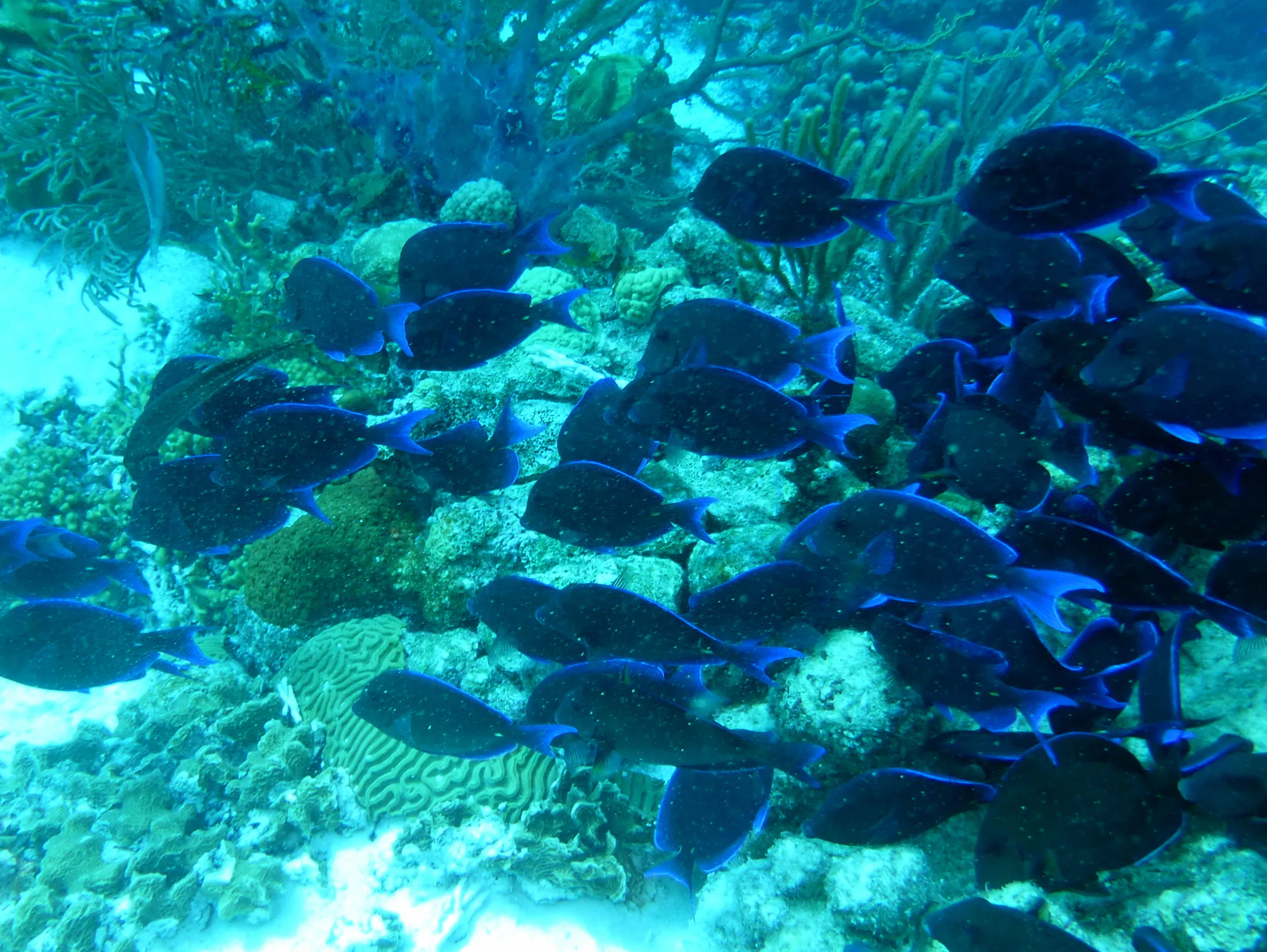 Blue Tang, Bonaire, 2013
