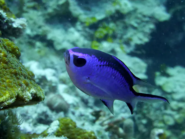 Underwater photograph by Joel Bergsma