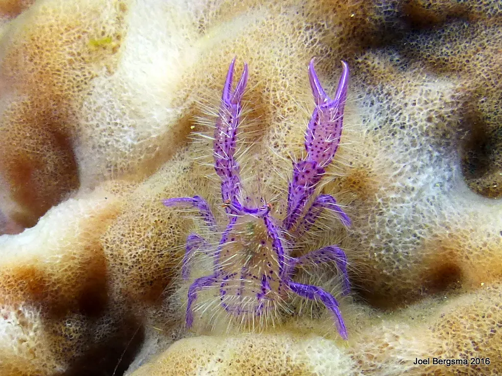 Komodo underwater photograph, 2016