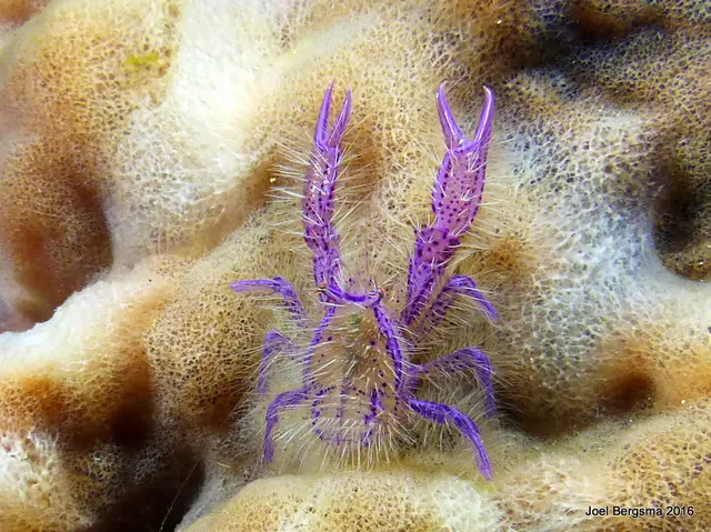 Underwater photograph by Joel Bergsma