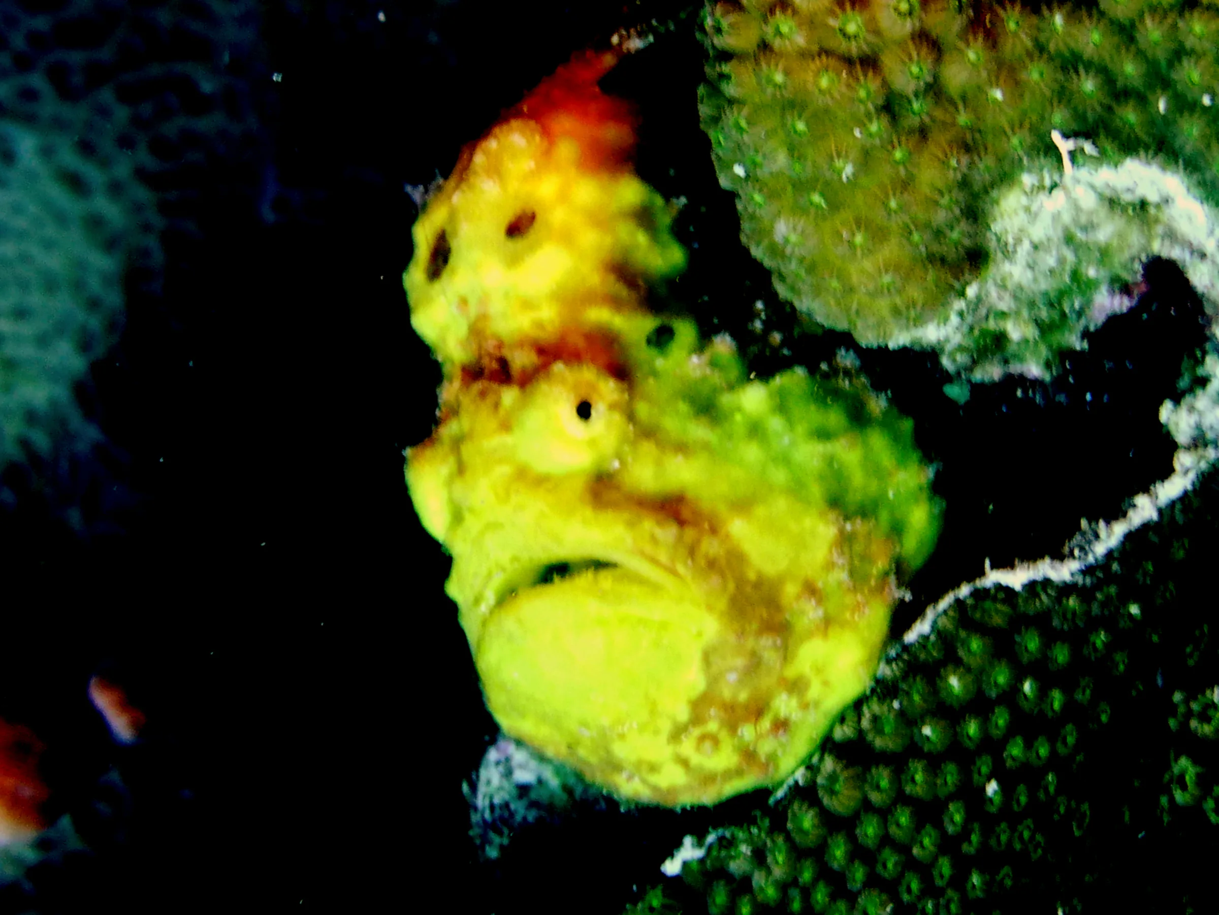 Frogfish, Bonaire, 2013