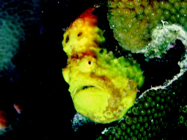 Underwater photograph by Joel Bergsma