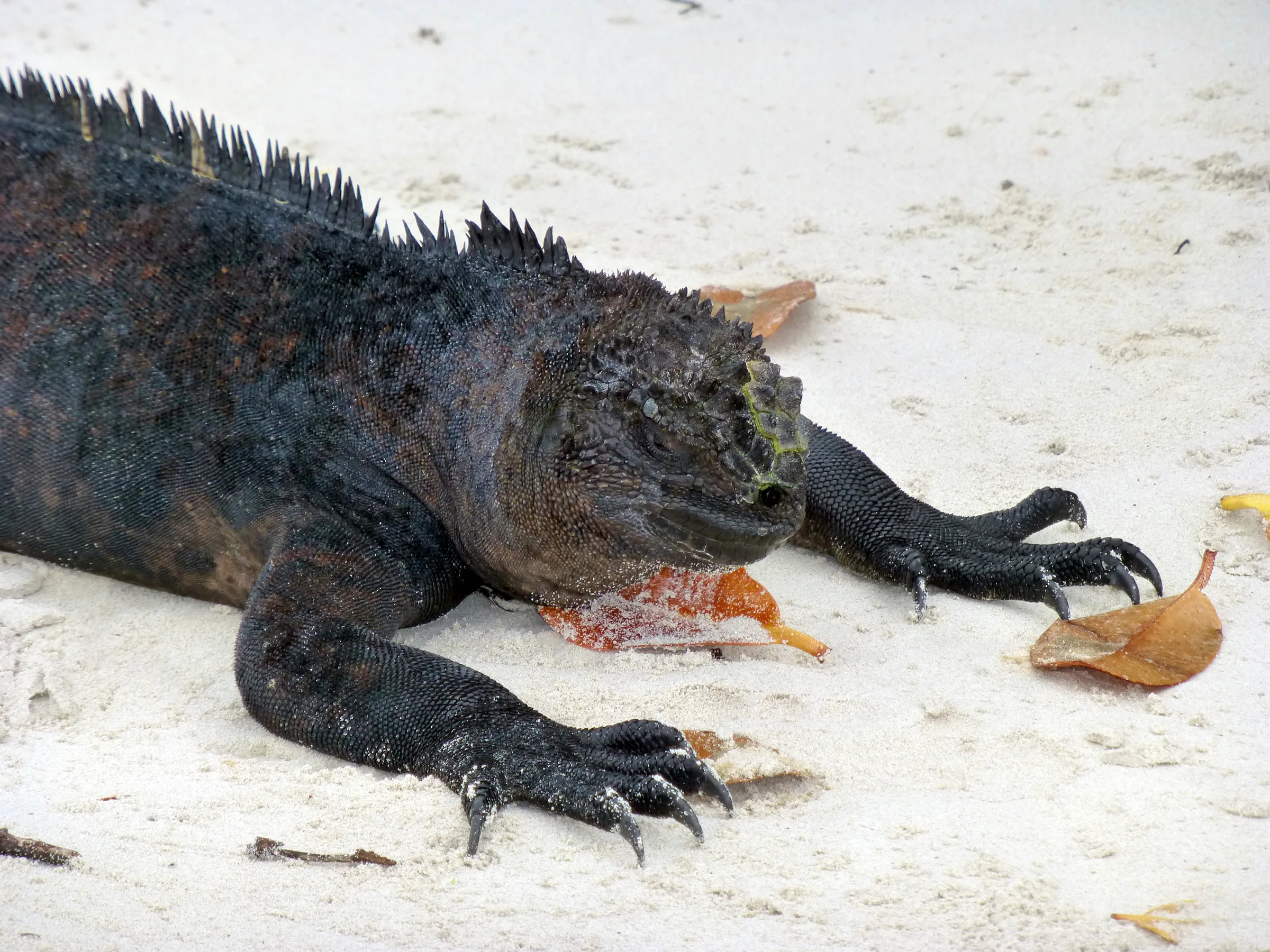 A Marine Iguana, a reptile unique to the Galapagos Islands, basks in the warmth of the sandy beach.