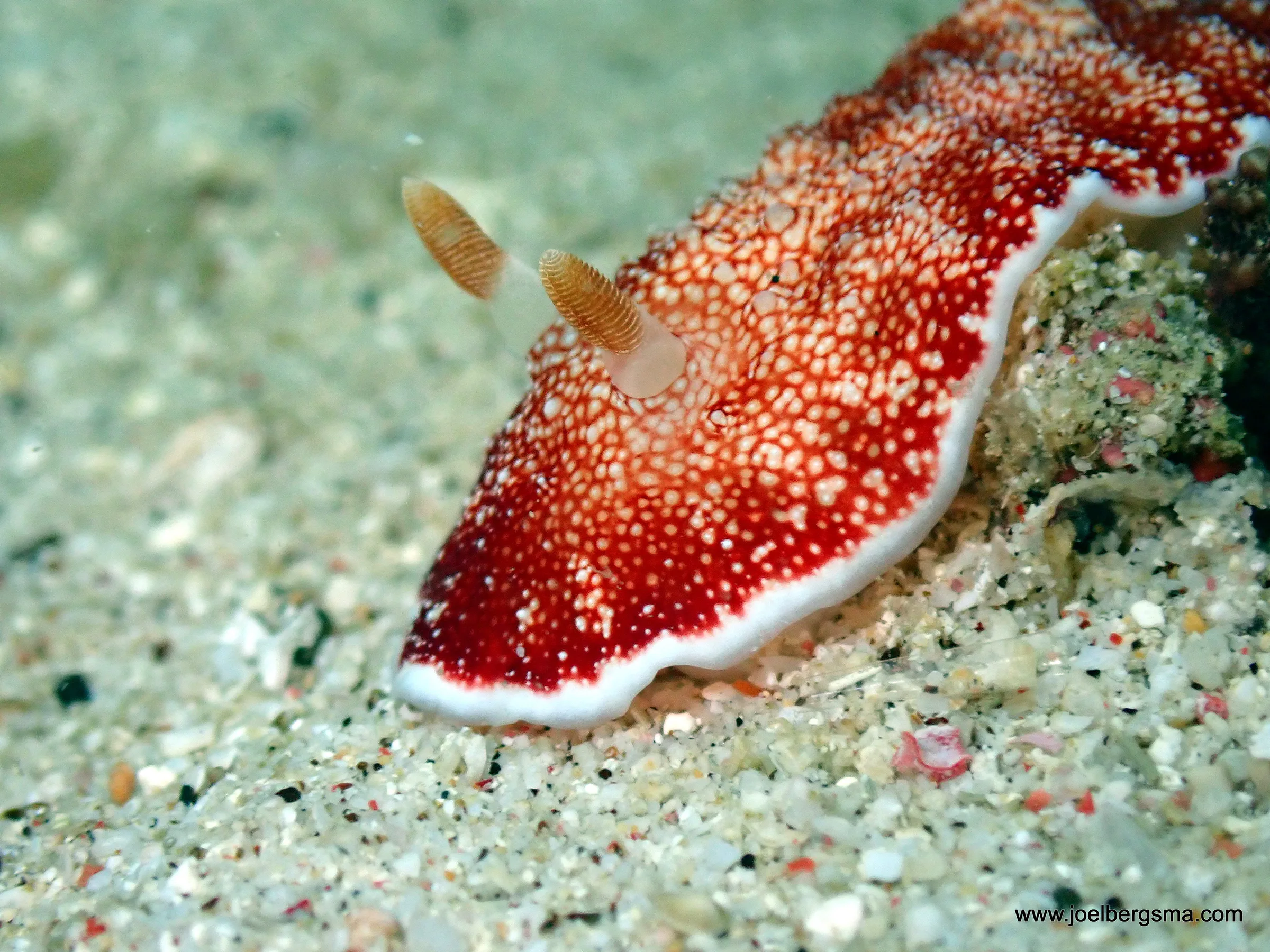 Philippines underwater photograph, 2022