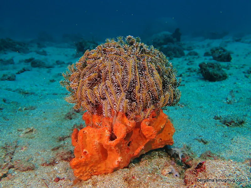 Philippines underwater photograph, 2019