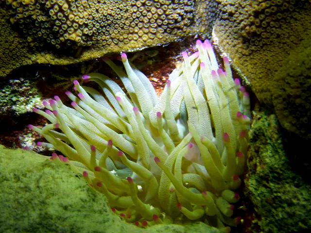 Underwater photograph by Joel Bergsma