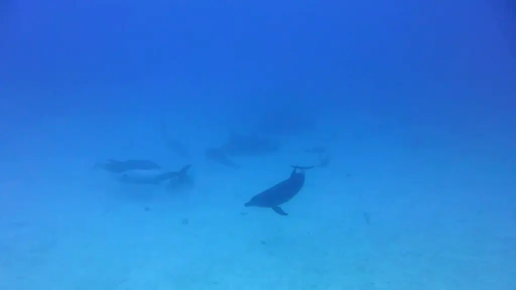 Playful Pod of Dolphins