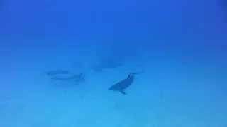 Playful Pod of Dolphins