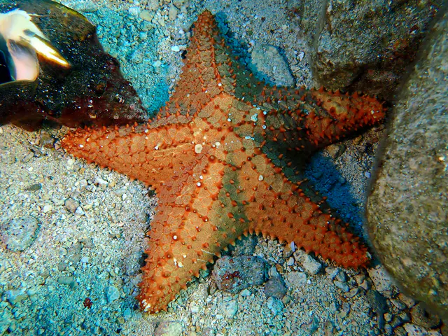 Underwater photograph by Joel Bergsma
